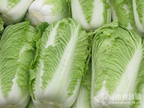 大白菜 娃娃菜 小白菜 差異 營養