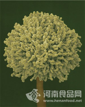 黃曲霉素尊容