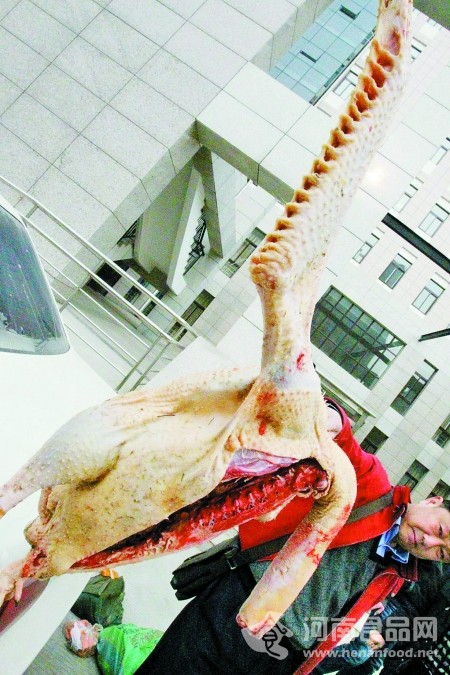 河南食品網 天鵝肉