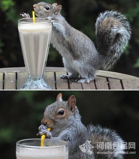 松鼠偷喝飲料