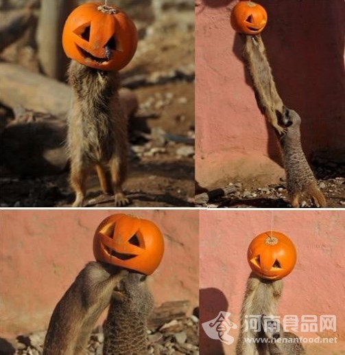 偷吃