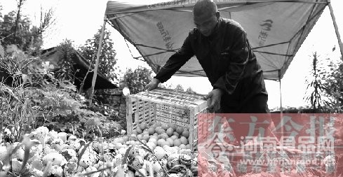 【支援】十多萬枚鴨蛋滯銷被埋掉 傷不起的“鴨司令”(圖)