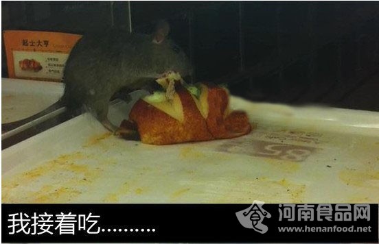 老鼠啃面包