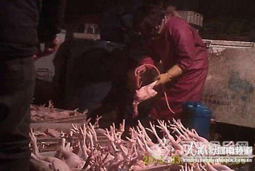注水雞