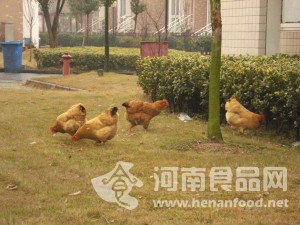 市民小區養雞引居民恐慌