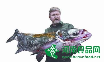 電商開售美國亞洲鯉魚 專家：靠吃無法拯救生態入侵
