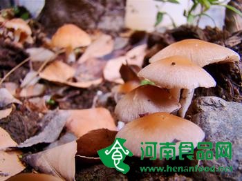 食用菌（蘑菇）真的富集重金屬嗎？